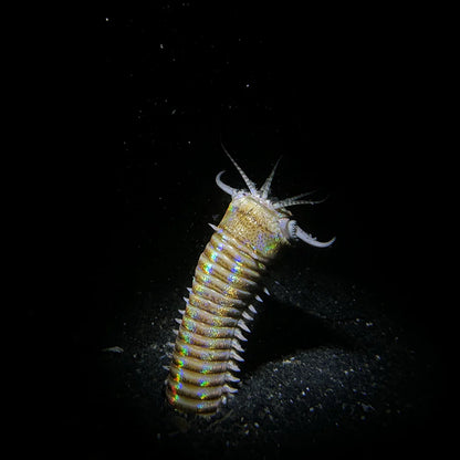 Snoot for SL20 underwater video light 2000 Lumens, concentrate the light beam