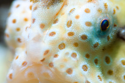 Macro Lens PRO +18 , Underwater Close-up Lens, Optical Wet Lens for DIVEVOLK housing and Compact Camera