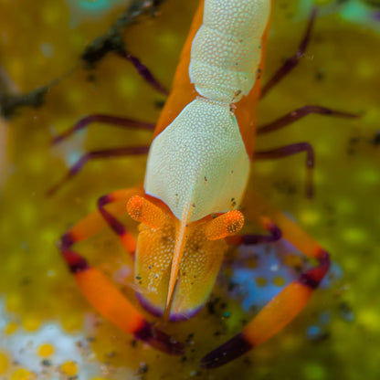 Macro Lens PRO +18 , Underwater Close-up Lens, Optical Wet Lens for DIVEVOLK housing and Compact Camera