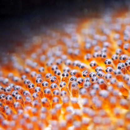 Macro Lens PRO +18 , Underwater Close-up Lens, Optical Wet Lens for DIVEVOLK housing and Compact Camera