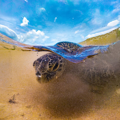 DIVEVOLK SeaTouch 4 Max Plus Underwater Houisng Water Sports Kit for iPhone and most Android smartphone dive housing, waterproof phonecase